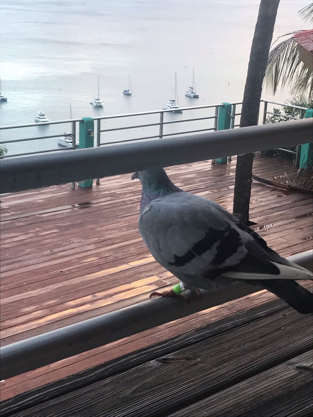 The Pigeon Puzzle: Unraveling the Mystery of Tagged Visitors in the Virgin Islands